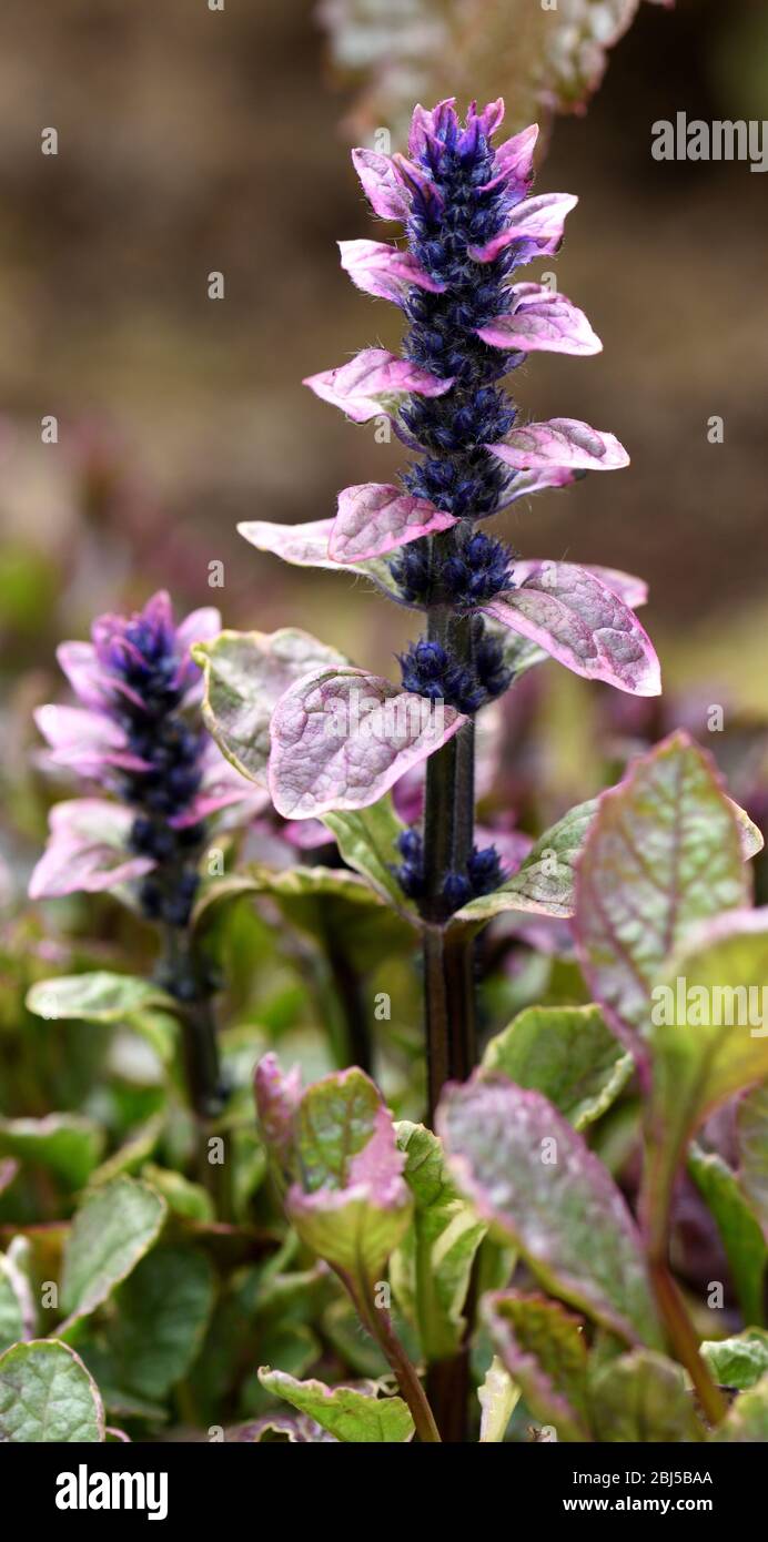 Nahaufnahme einer lila Blütenspitze von Bugle. Stockfoto