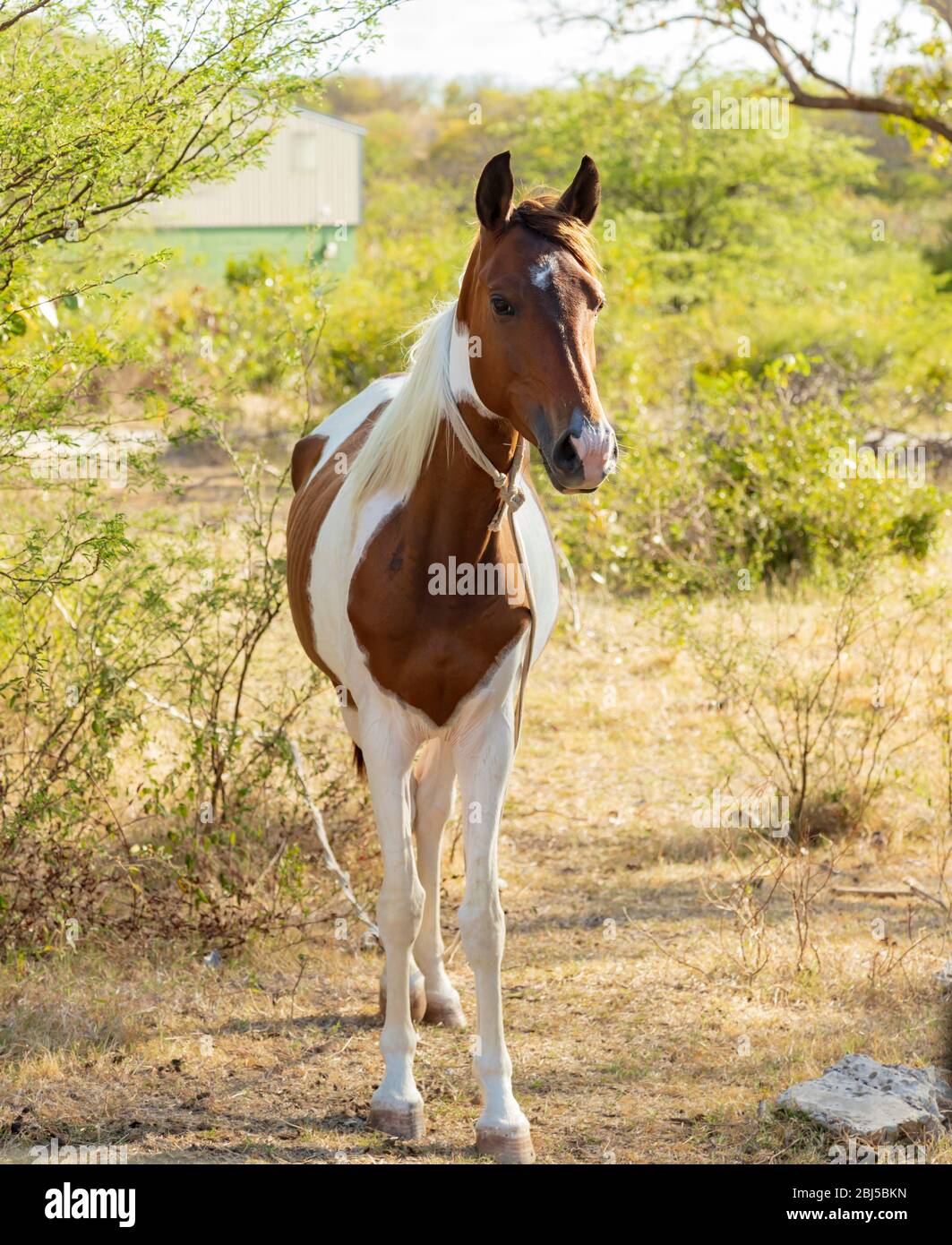 Niedliches braunes und weißes Pferd, das noch mit einem weißen Seil um den Hals gebunden steht, ohne dass ein Reiter direkt auf die Kamera schaut Stockfoto