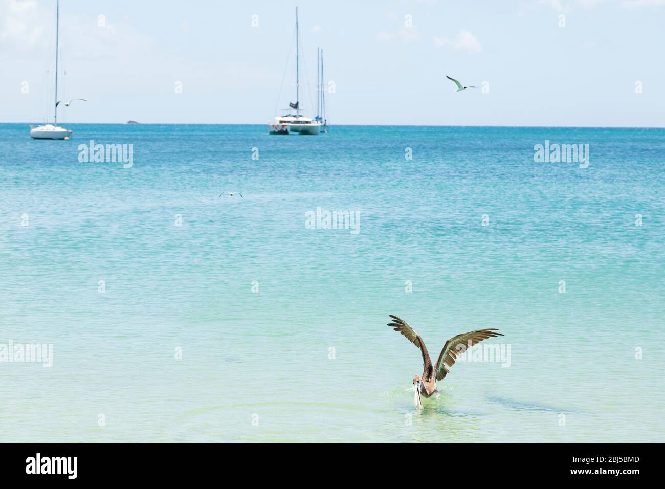 Ein Pelikan unten im Bild öffnet seine Rechnung, um einen Fisch mit Yachten im Hintergrund zu bekommen Stockfoto