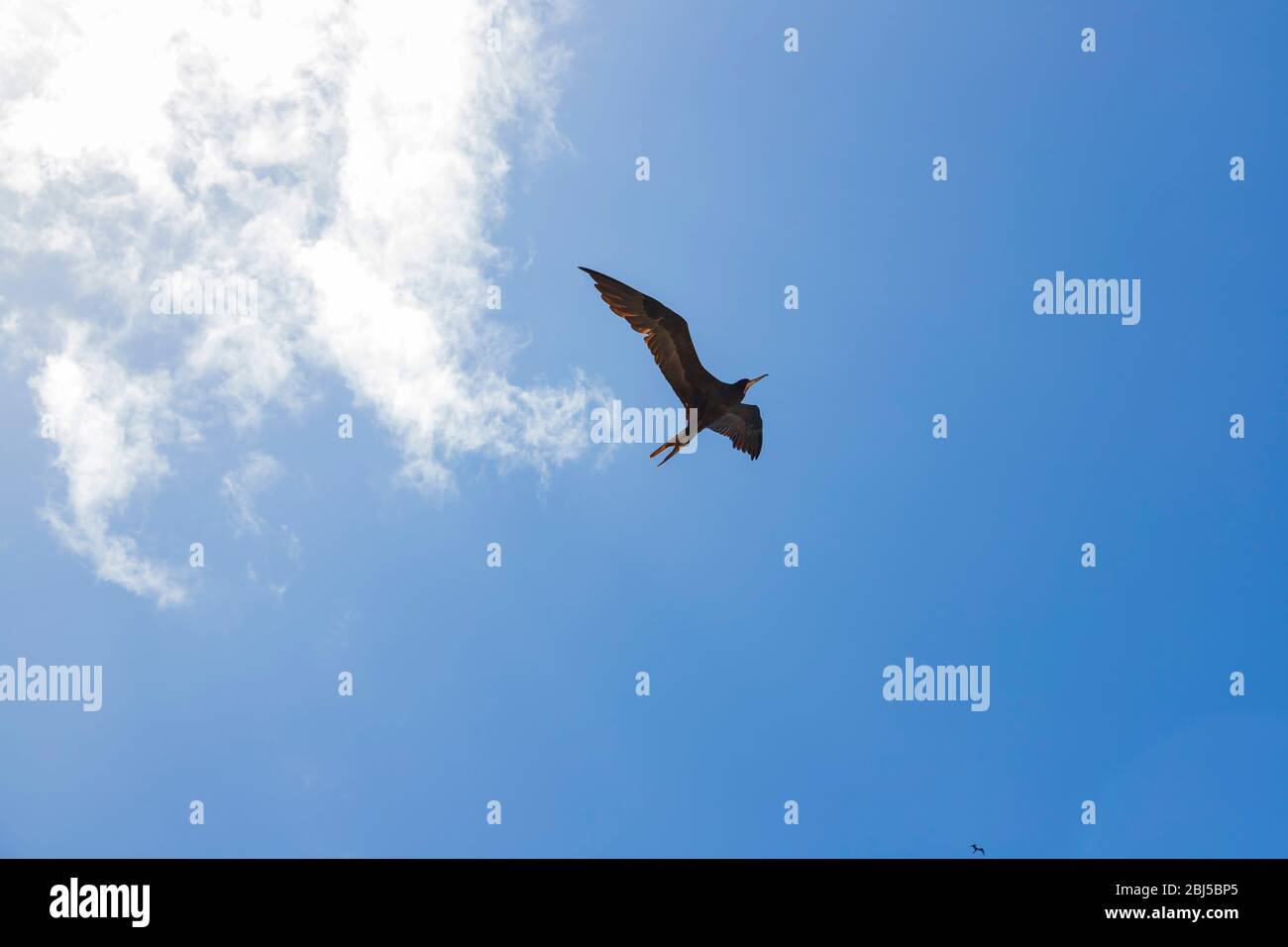 Ehrfürchtige Fregatte im Fokus mit Flügeln ausgebreitet breiten Gleiten mit dem blauen Himmel im Hintergrund Stockfoto Ehrfürchtige Fregatte im Fokus mit Flügeln ausgebreitet breiten Gleiten mit dem blauen Himmel im Hintergrund Stockfoto