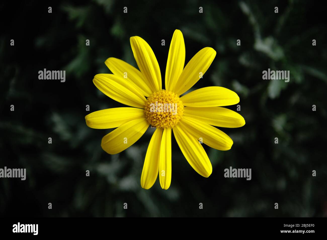 Große gelbe Gänseblümchen: Euryops. Einzelne Blume. Stockfoto