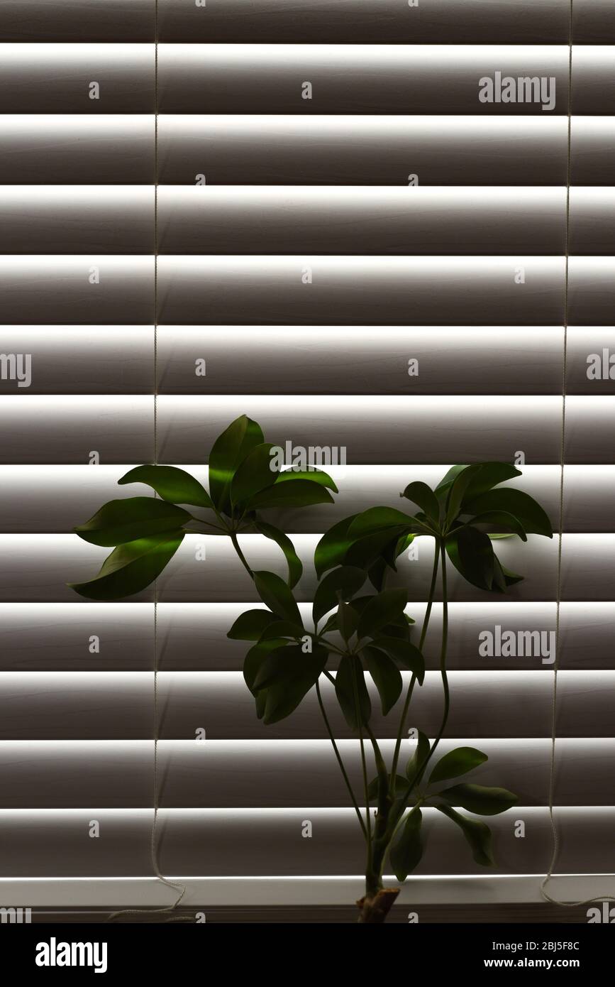 Eine grüne grüne grüne Pflanze innen teilweise silhouetted gegen die Lamellen von Jalousien Vorhänge Stockfoto
