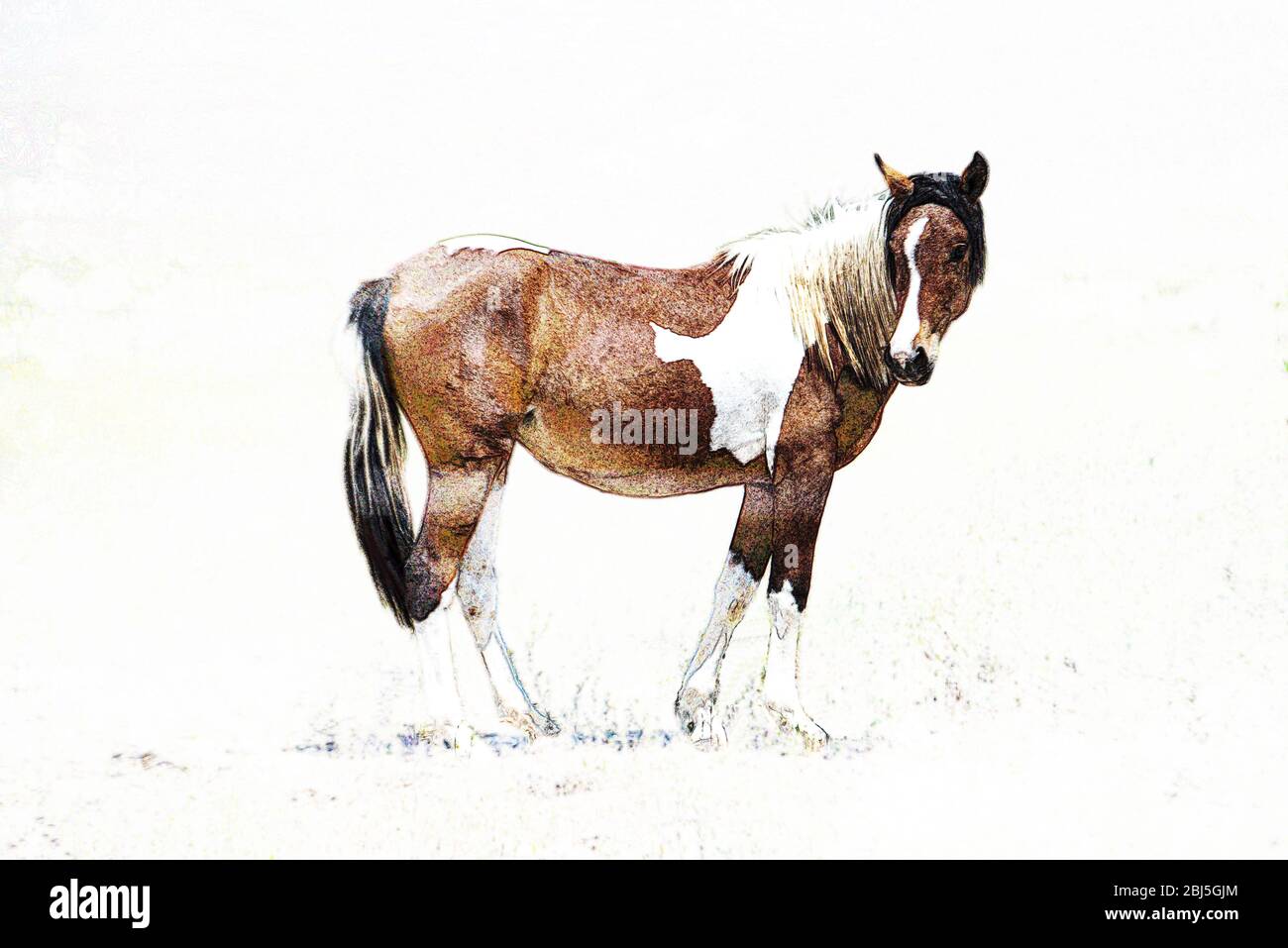 Geschütztes Wildpferd Nevada USA Stockfoto