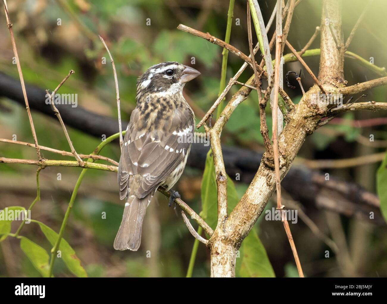 Nahaufnahme des Rosenbrustkopfes (Pheucticus ludovicianus), der auf einem Zweig im Hochland von Panama staut.Zugvogel, der in den Tropen überwintert. Stockfoto