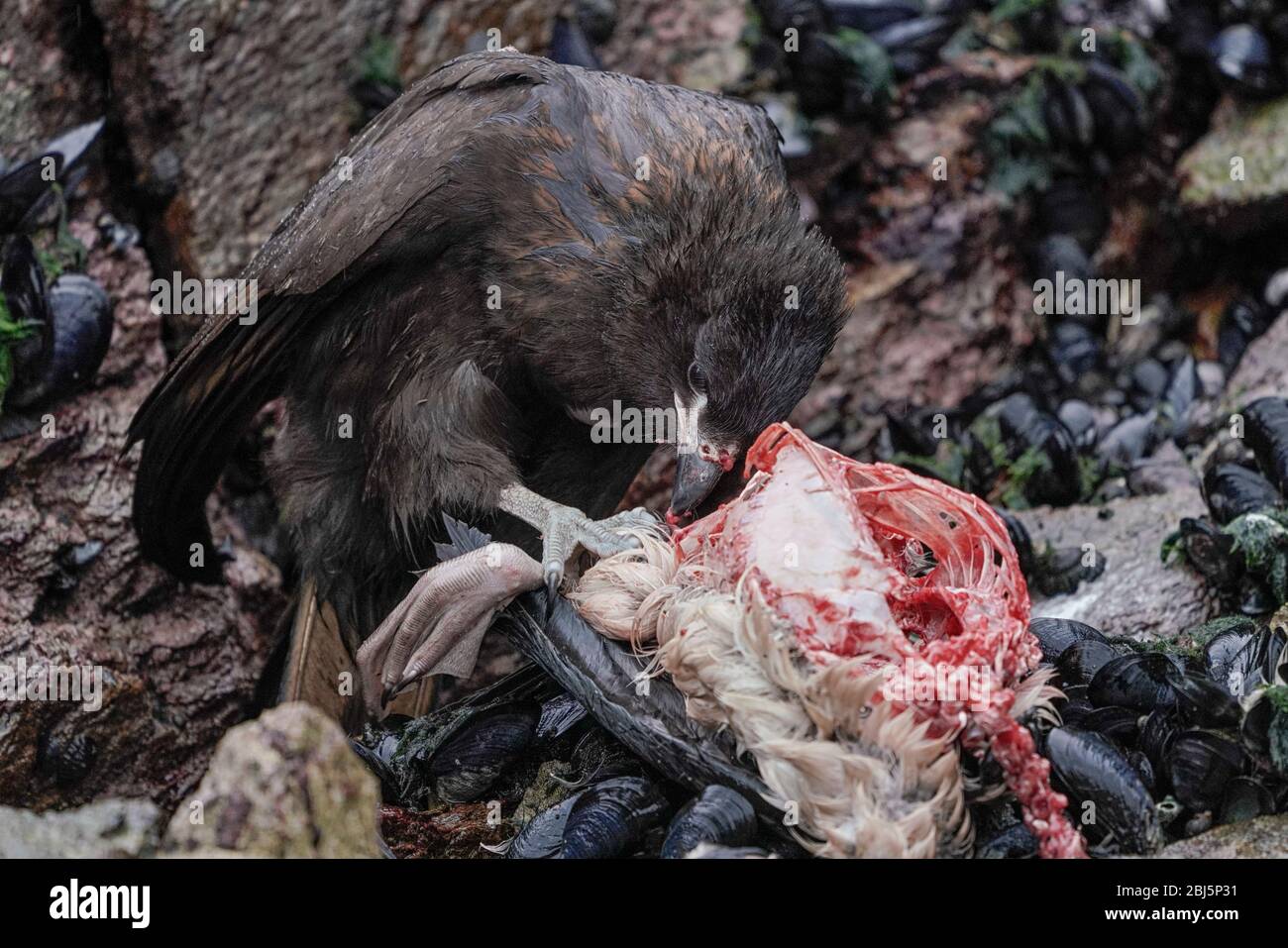 Geriebenes Caracara ( Phalcoboenus australis ), das sich auf einem toten Felsenhai oder Magellanischem Kormoran ( Phalacrocorax magellanicus ) ernährt, Stockfoto