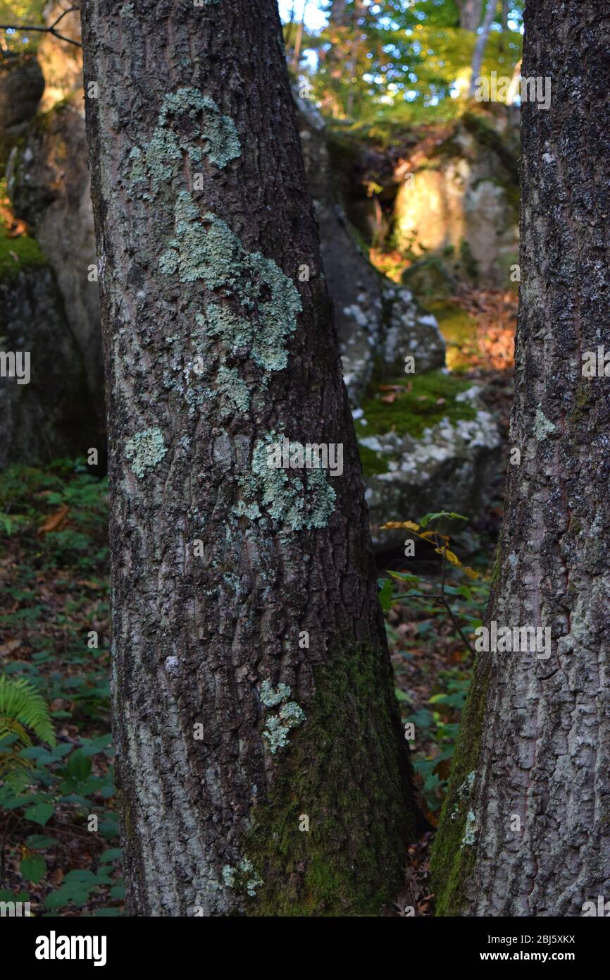 Baumkortex Detail mit Moos Stockfoto