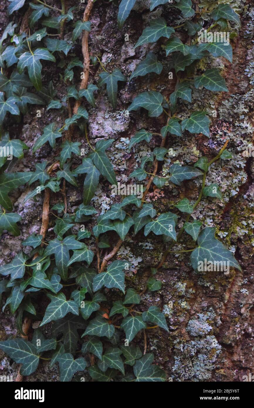 Detail der Efeu Blätter. Hedera Helix klettert auf einem Baum im Wald Stockfoto