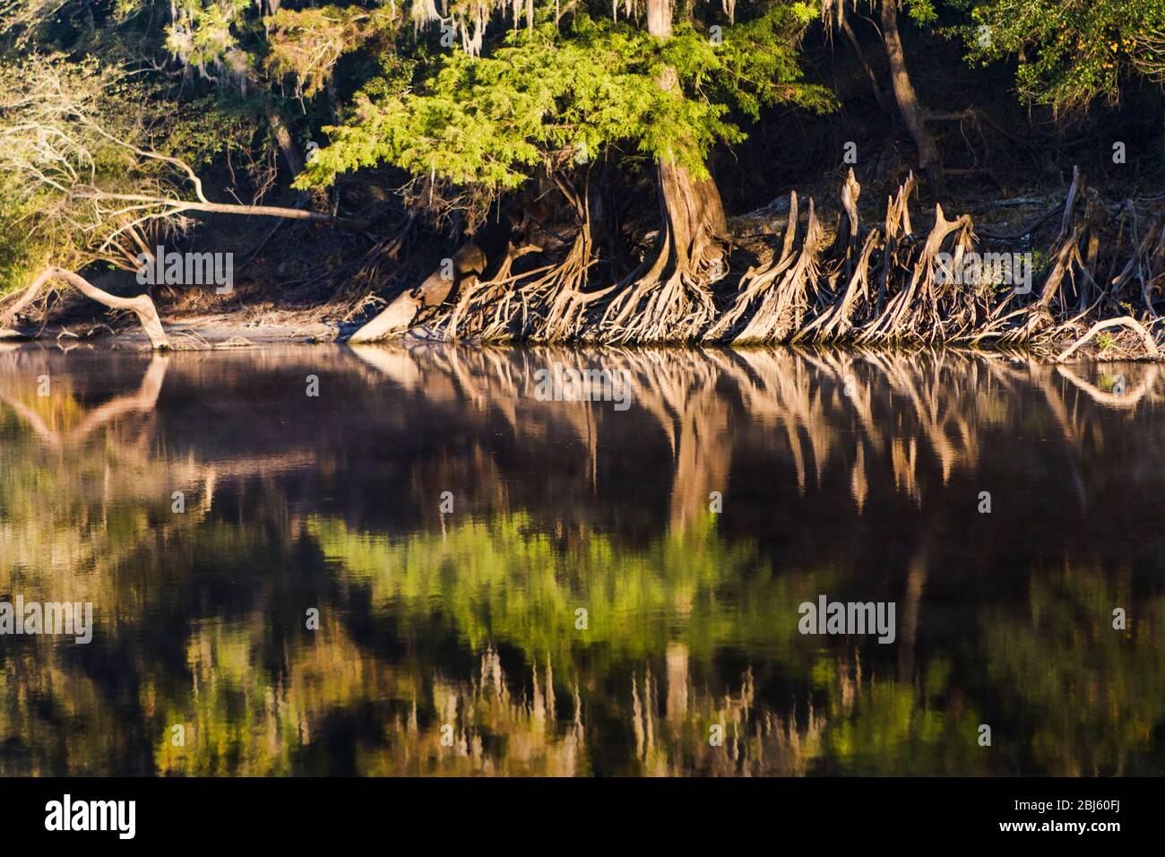 Spiegelungen der Kahlen Zypressen entlang der Suwannee River Shoreline Stockfoto
