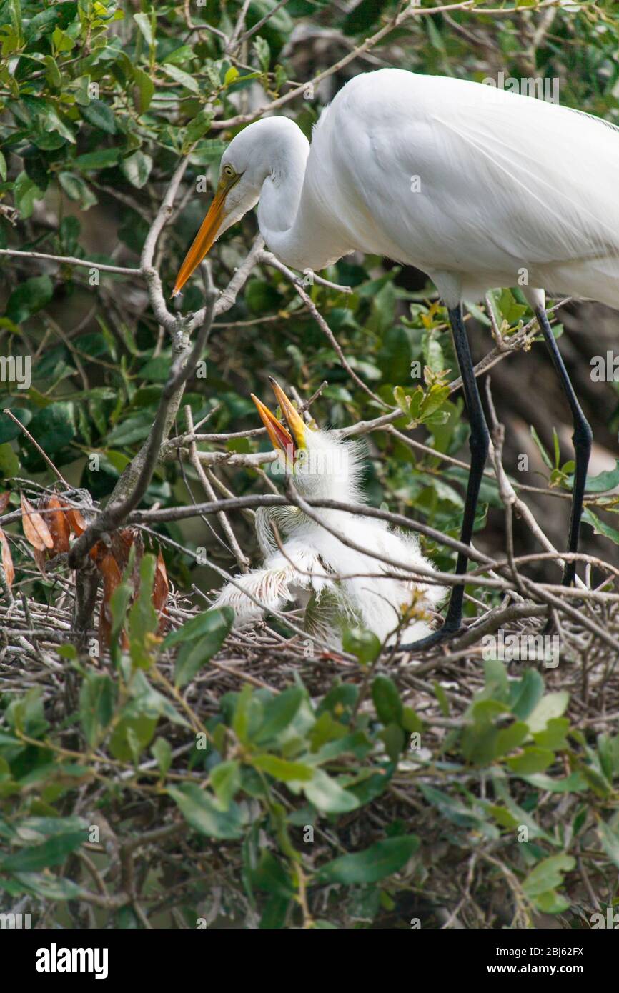 Erwachsene Weißreiher im Nest mit einem Baby Stockfoto