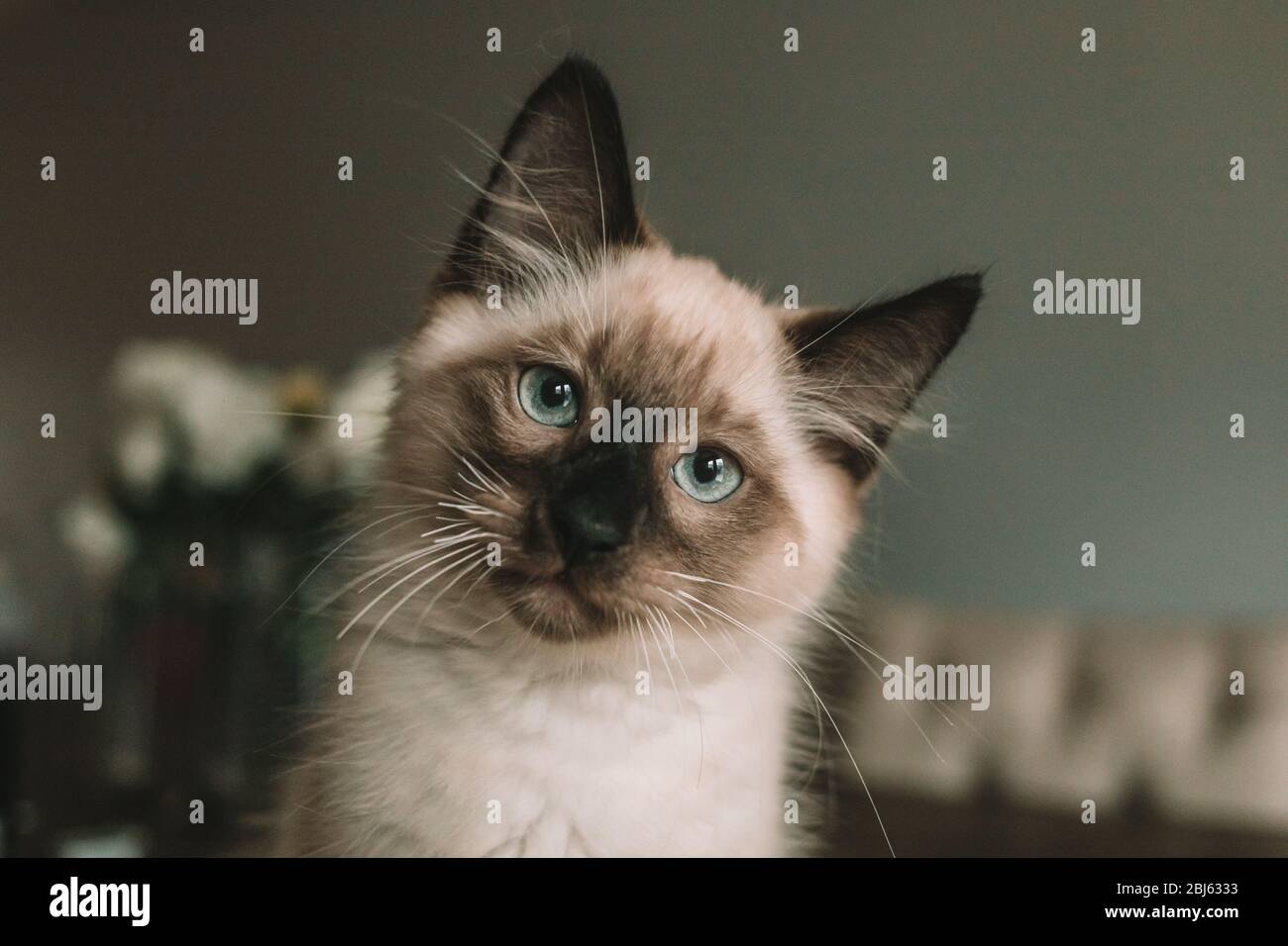 Blauäugige Siameskätzchen sitzen auf dem Tisch Stockfoto