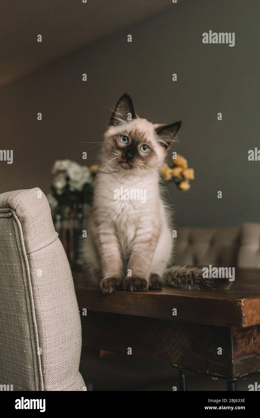 Siamesische Kätzchen sitzen auf dem Esstisch Stockfoto
