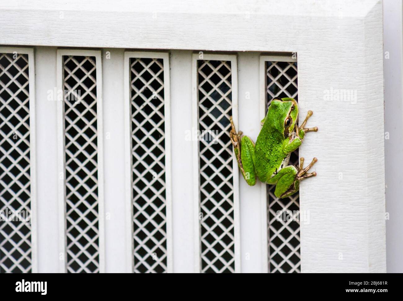 Ein farbenprächtiger grüner Pacific Chorus Frosch klammert sich mit seinen langen, klebrigen Zehen an die weiße, strukturierte Holzoberfläche der Kriechraumluke eines Hauses. Stockfoto