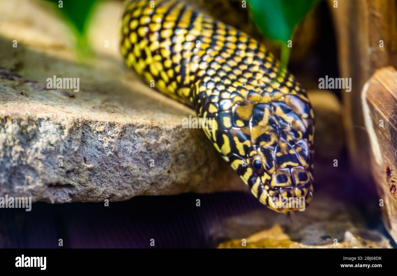 Schöne Nahaufnahme des Gesichts einer östlichen Königschlange, tropische Reptilienart aus Amerika Stockfoto