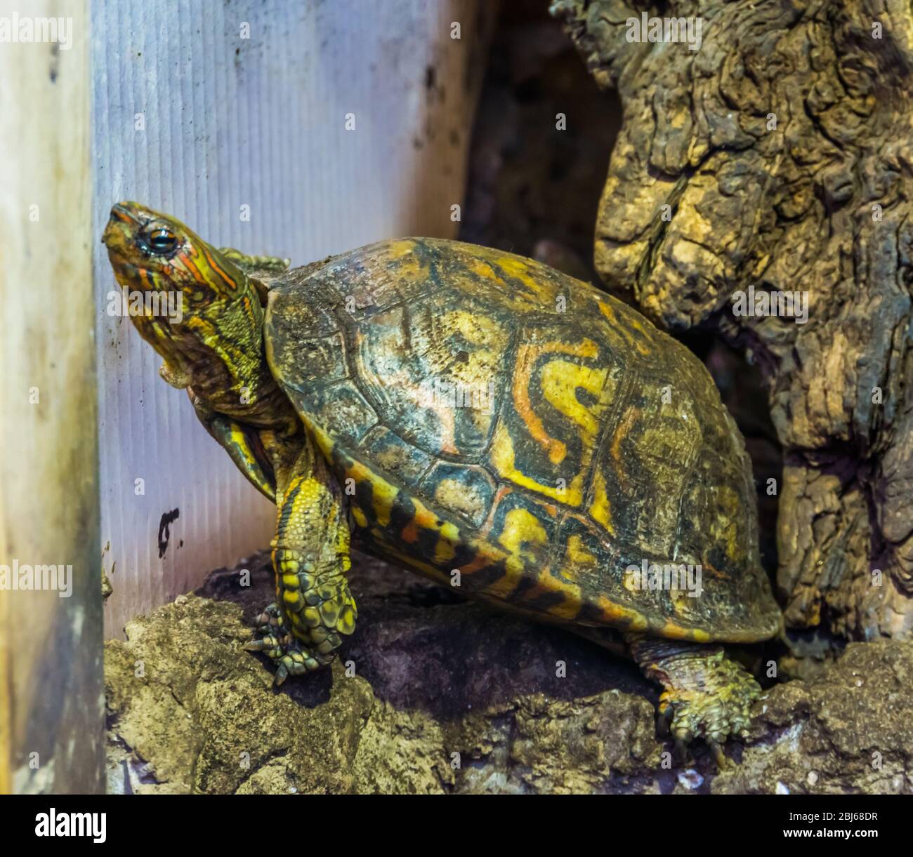 Nahaufnahme einer bemalten Holzschildkröte, tropische Reptilienarten aus Costa Rica Stockfoto