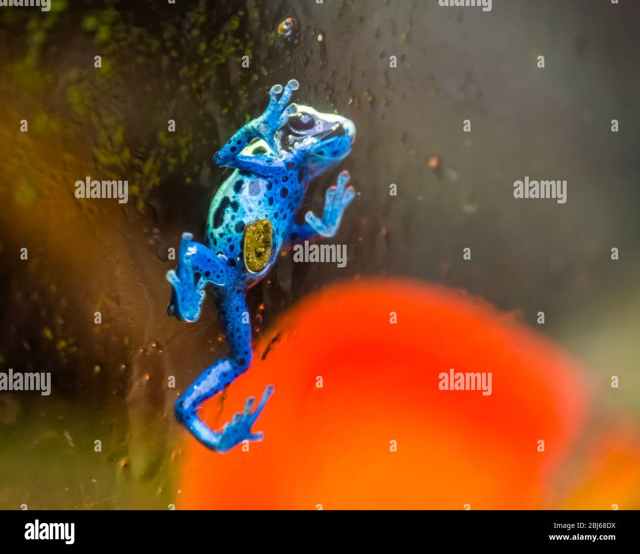 Blauer Giftpfeil Frosch, der gegen das Glasfenster läuft, tropische Amphibienarten aus Suriname, Südamerika Stockfoto