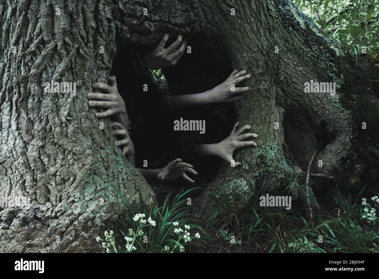 Ein Horrorkonzept von gespenstischen gespenstischen Händen, die aus der Basis eines Baumes kommen Stockfoto