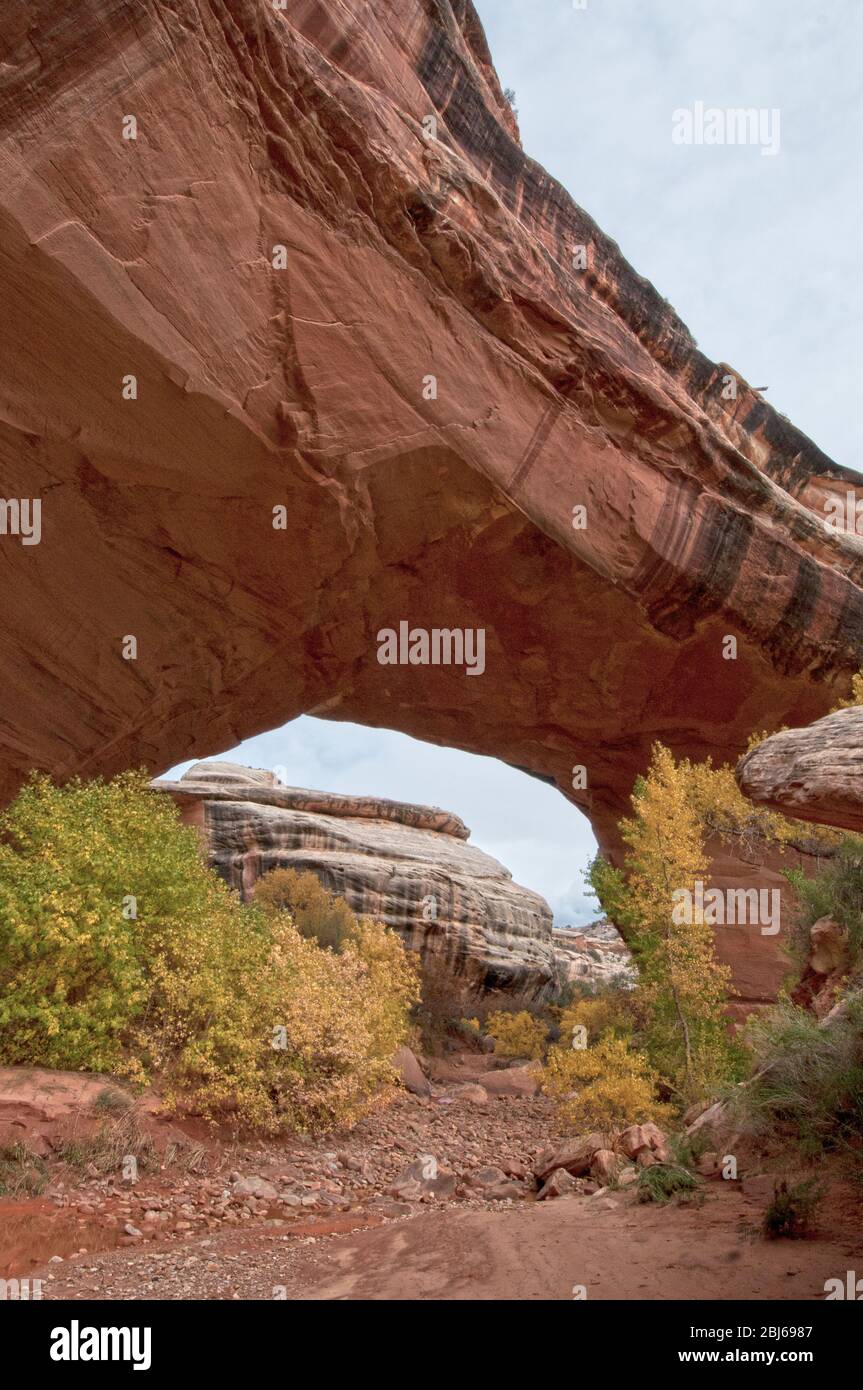 Kachina Brücke über den White Canyon im Herbst, Natural Bridges National Monument, Utah Stockfoto