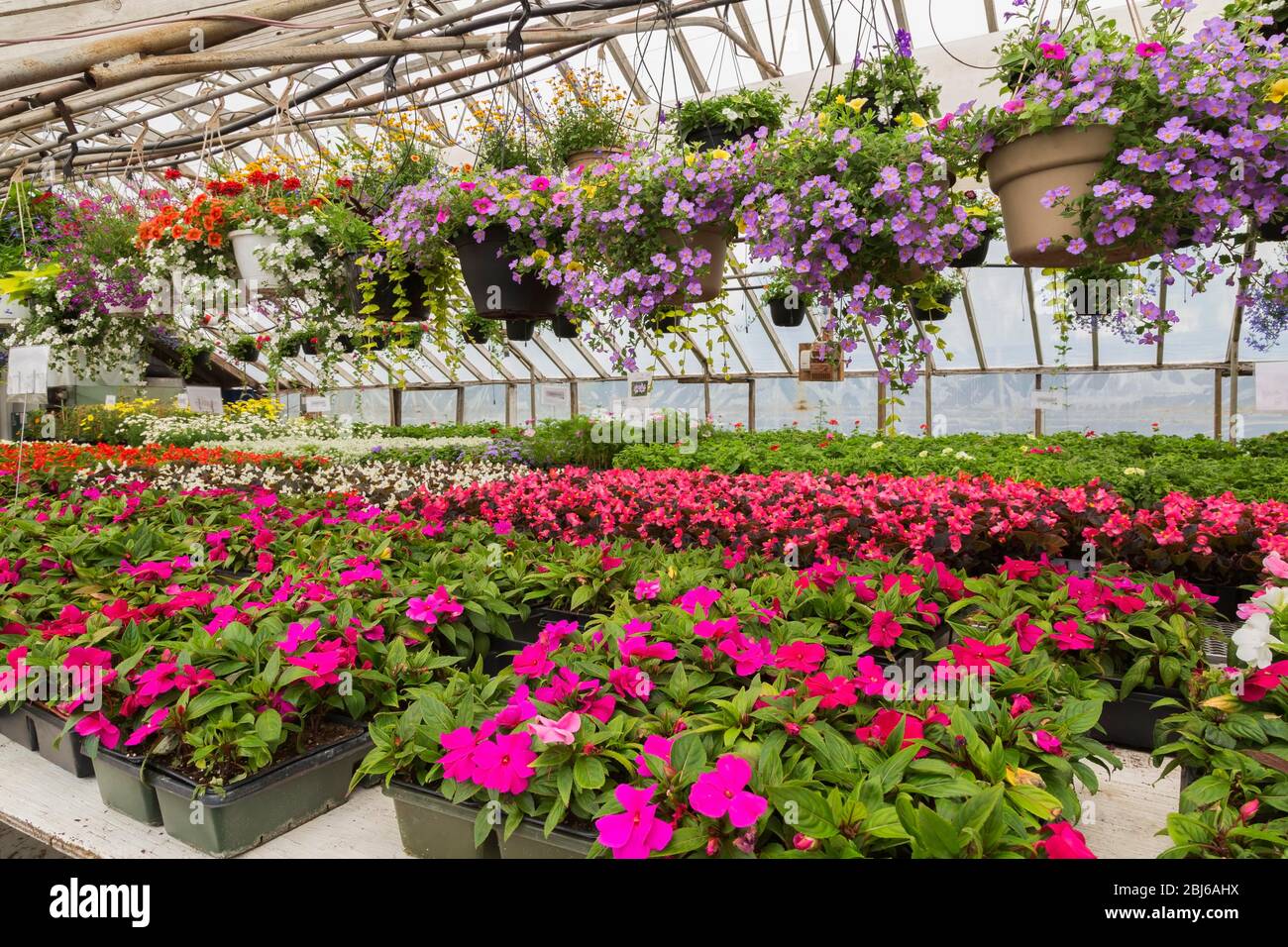Bunte jährliche Sommerblumen, hängen in Körben, und rosa Jewelweeds (Impatiens), rosa, weiß und rot Begonias (Begonia) im Gewächshaus, Quebec Stockfoto