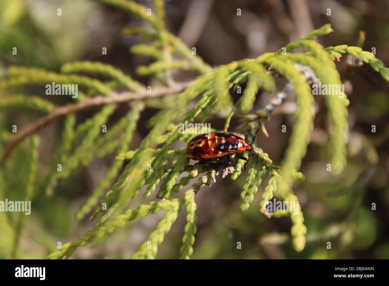 Rot-schwarzer Käfer ruht auf einem grünen Nadelblatt Stockfoto