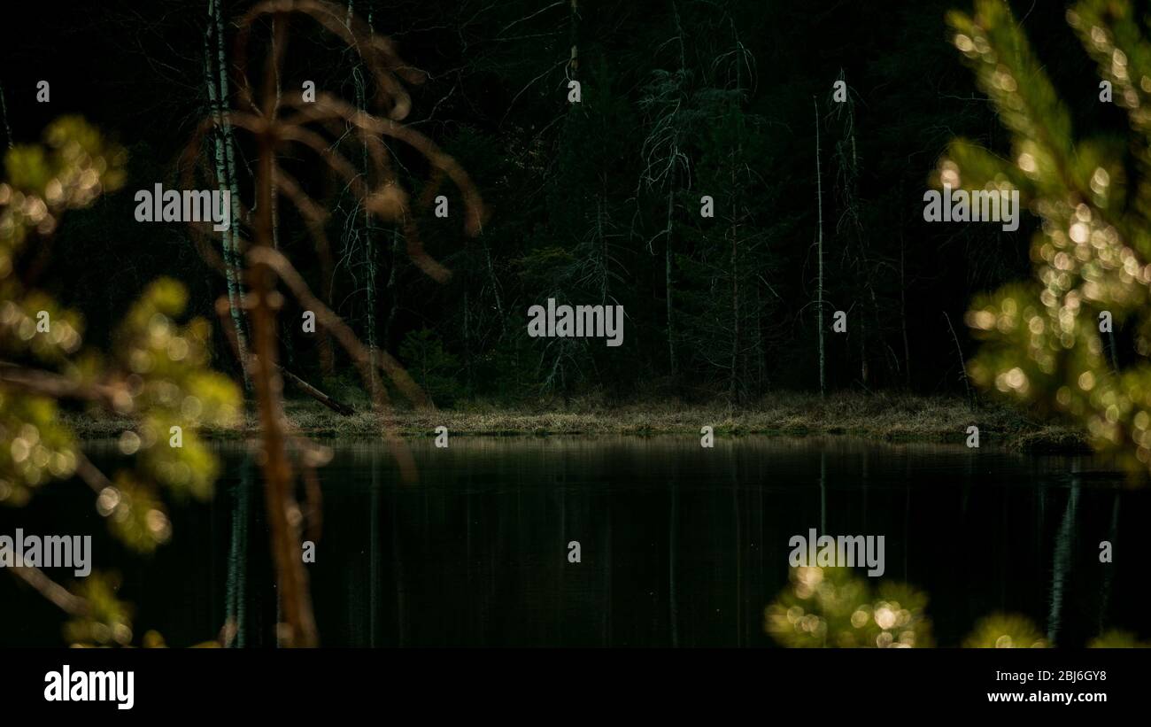 Schöner ruhiger See mit Bäumen in einem stimmungsvollen dunklen Wald Stockfoto