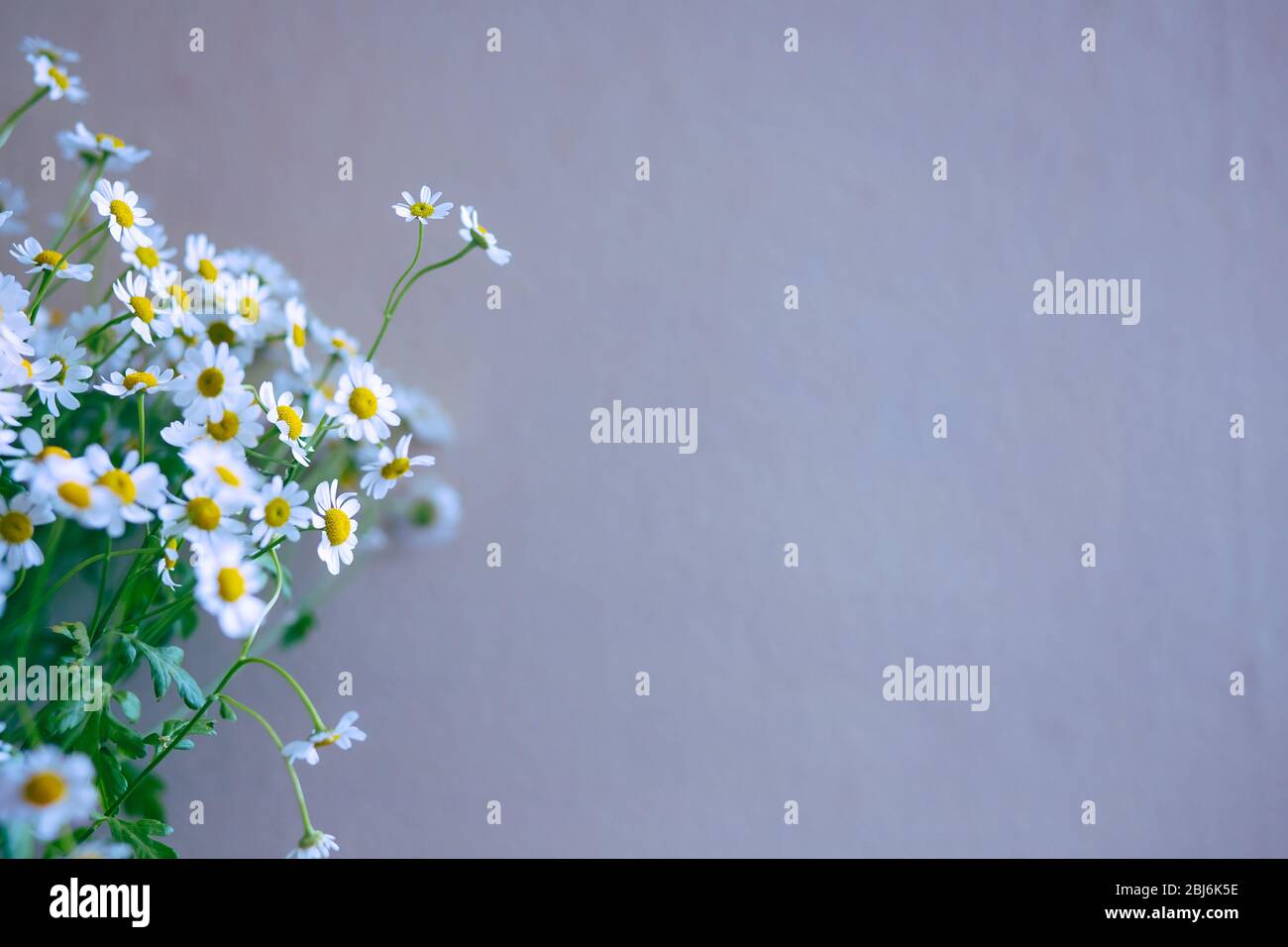 Frischer Kamille-Blumenstrauß vorne an der Lavendelwand im Freien Stockfoto