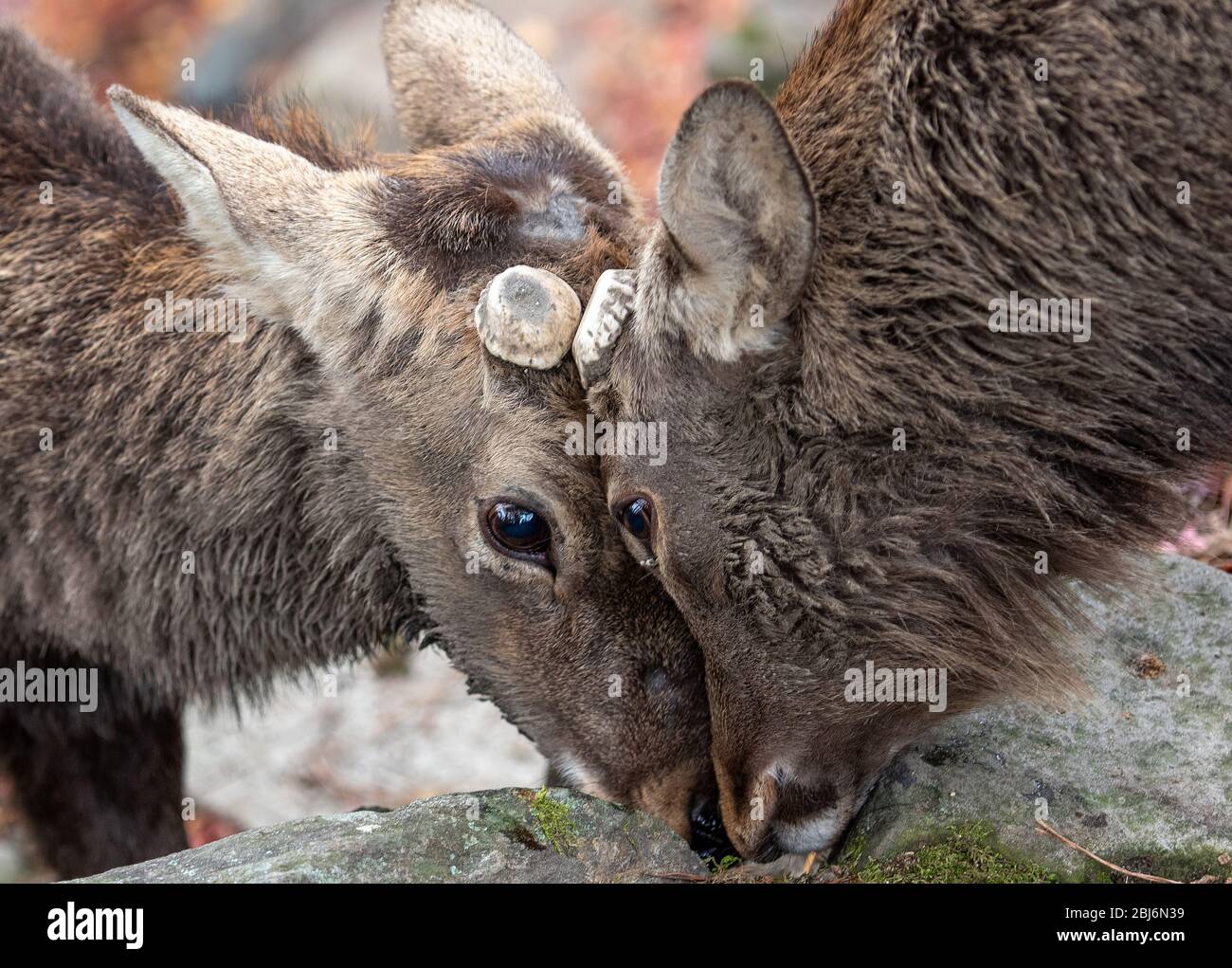 Hirsche, die sich in Nara, Japan, im Nara Deer Park, hüten. Stockfoto