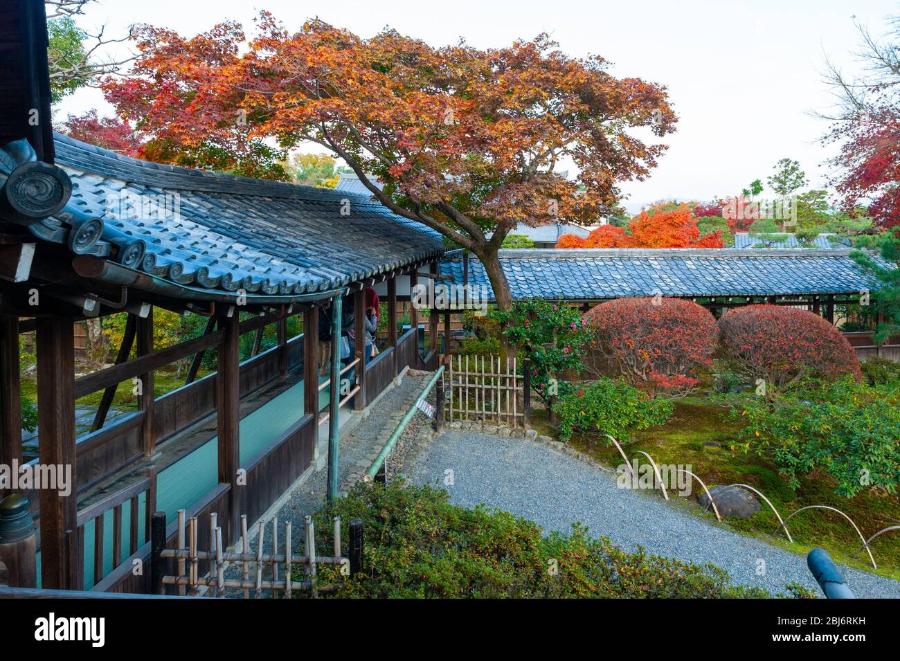 Ein Korridor am Tenryuji-Tempel in Kyoto Japan, der zwischen den verschiedenen Räumen führt und durch den Garten führt, hier in vollen Herbstfarben. Stockfoto