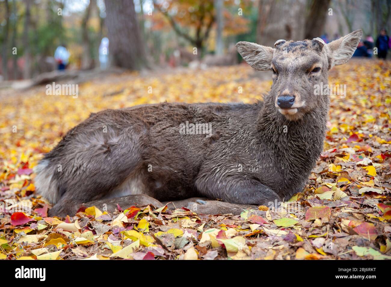 Im Nara Deer Park können Sie kostenlos Hirsche in Nara, Japan, herumlaufen. Stockfoto