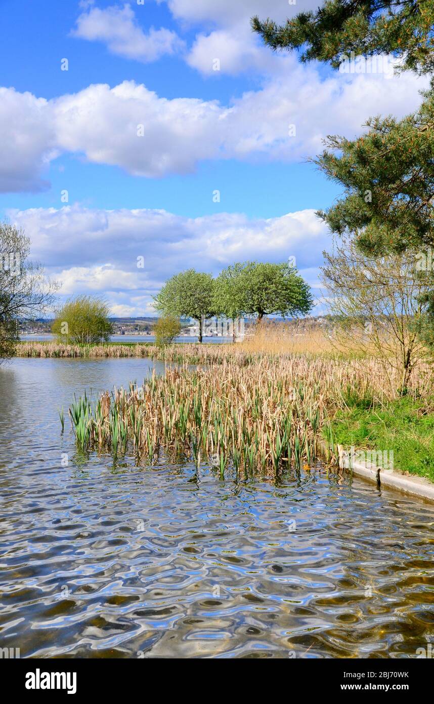 Teich im gemeinsamen Park von Tayport nahe dem Rand der Tay-Mündung. Stockfoto