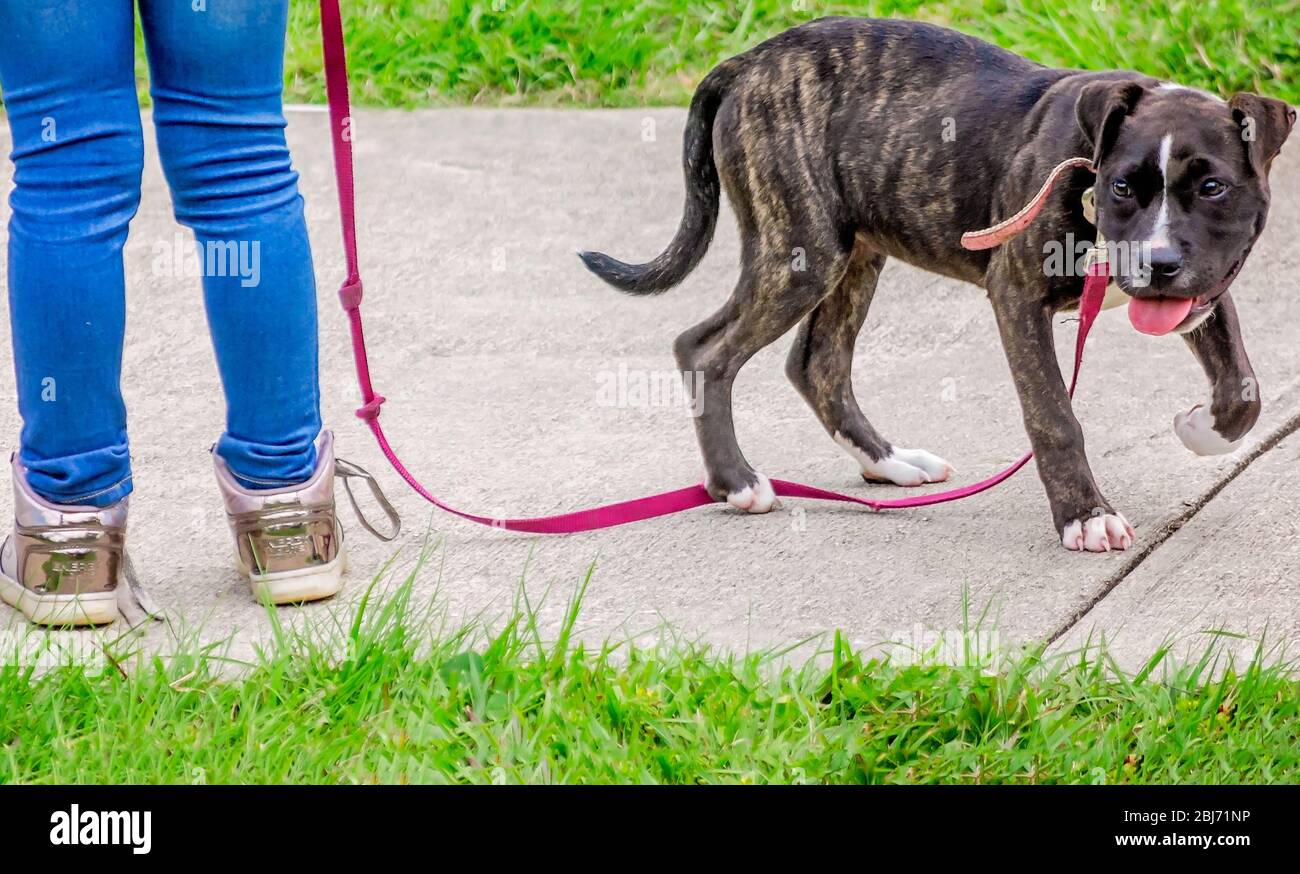 Ein gestromter Pit Bull Welpe steht an der Leine neben seinem Besitzer im Langan Park, 13. April 2019, in Mobile, Alabama. Stockfoto