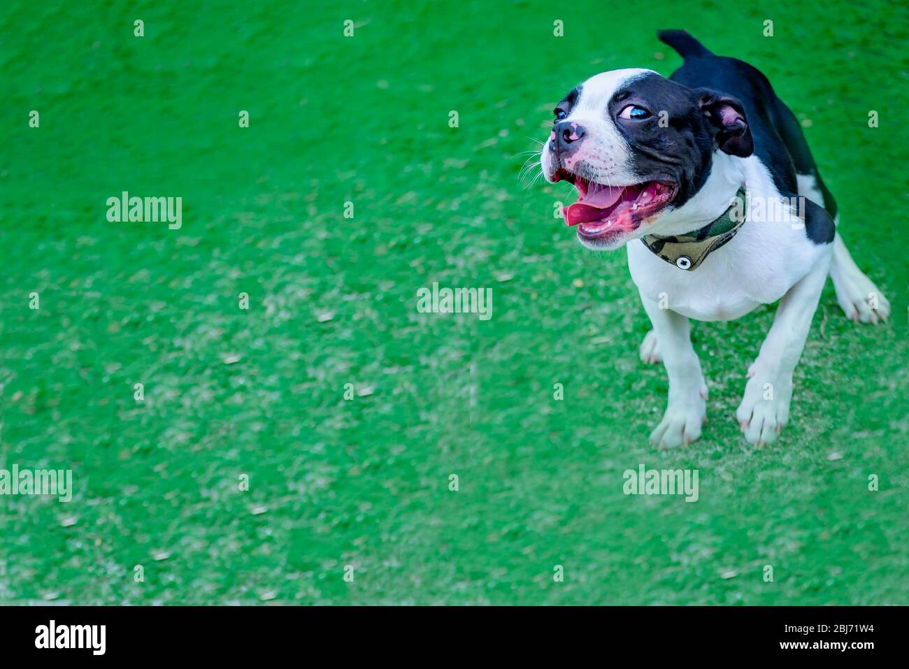 Ein schwarz-weißer Terrier-Welpe spielt im Gras des Langan Park, 13. April 2019, in Mobile, Alabama. Stockfoto