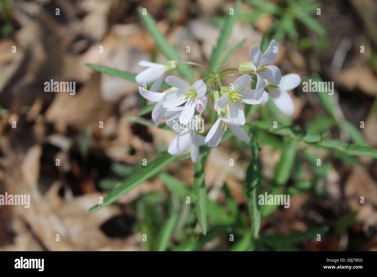 Die Zahnwurz blüht in Linne Woods in Morton Grove, Illinois Stockfoto