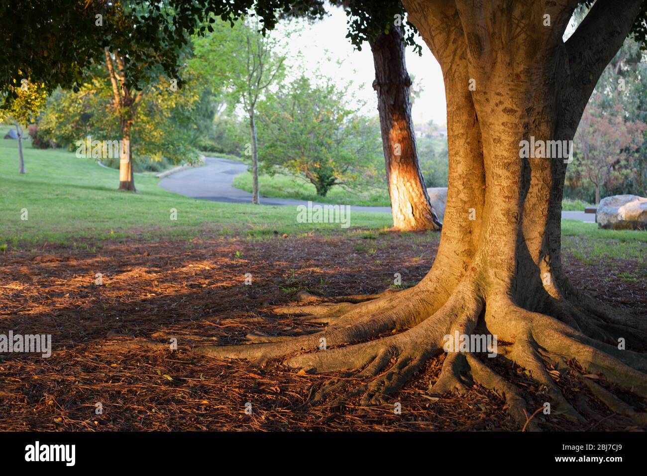 Großer schattierendender Park in Oceanside, Kalifornien bei Sonnenaufgang Stockfoto