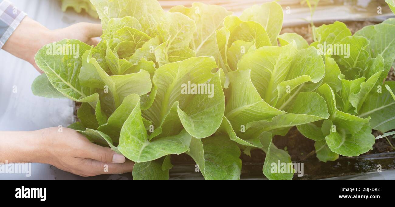 Closeup Hände jungen Mann Landwirt Überprüfung und hält frisches Bio-Gemüse in hydroponic Bauernhof, produzieren und Anbau grünen cos für die Ernte agricult Stockfoto