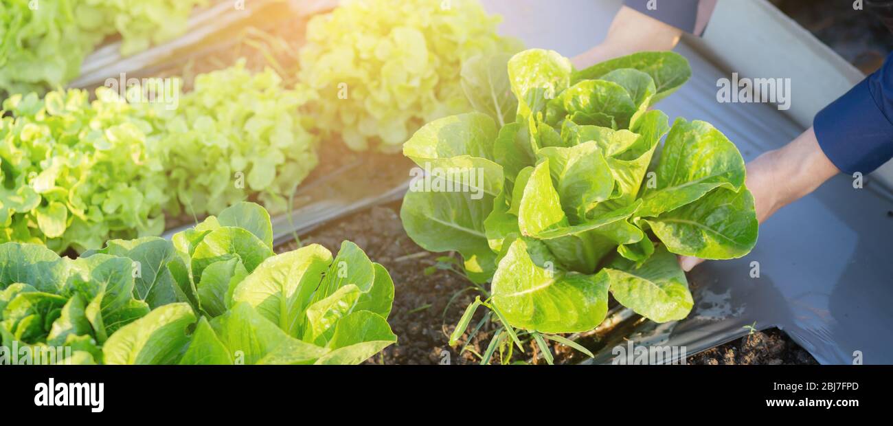 Closeup Hände jungen Mann Landwirt Überprüfung und hält frisches Bio-Gemüse in hydroponic Bauernhof, produzieren und Anbau grünen cos für die Ernte agricult Stockfoto
