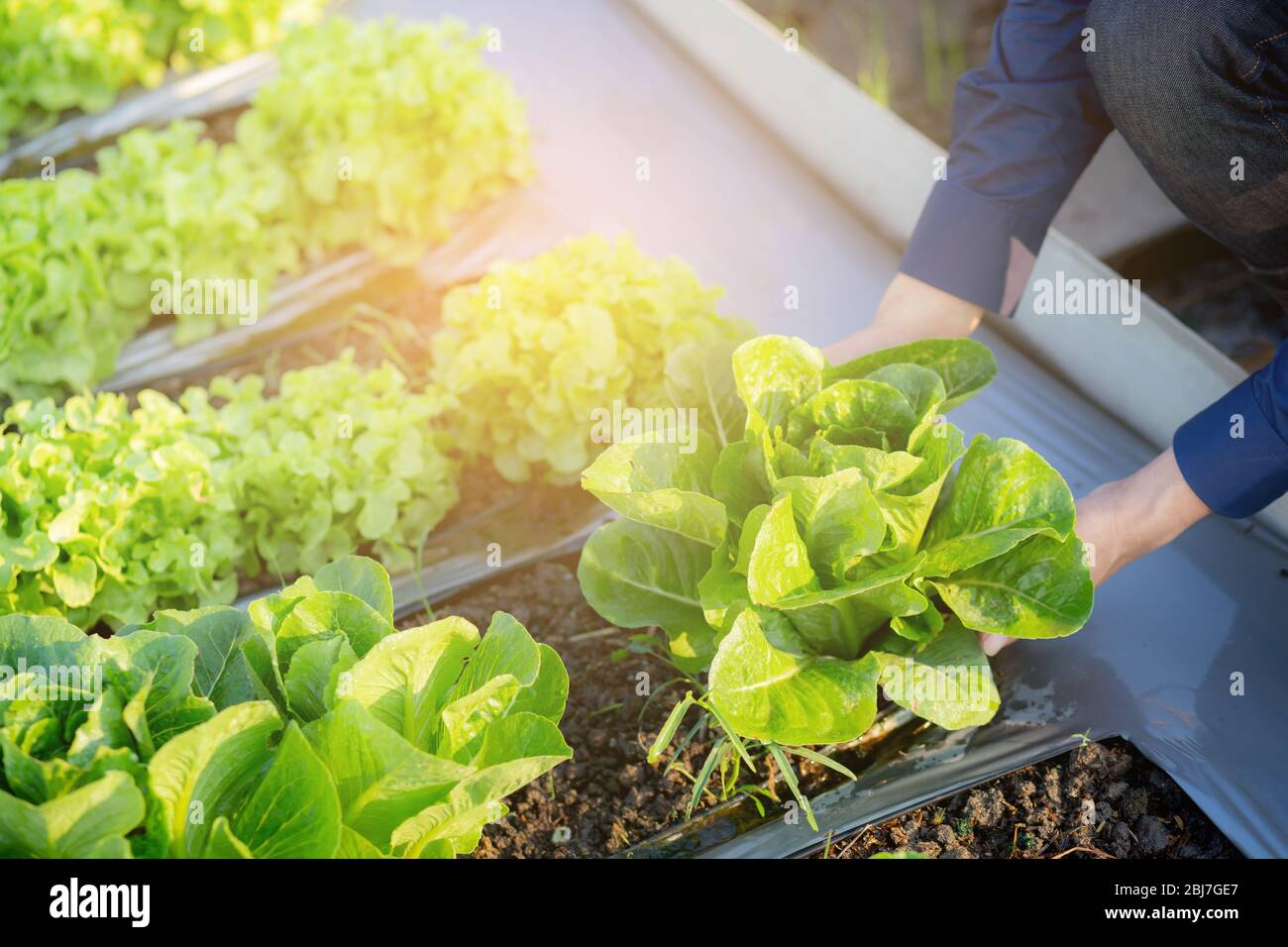 Closeup Hände jungen Mann Landwirt Überprüfung und hält frisches Bio-Gemüse in hydroponic Bauernhof, produzieren und Anbau grünen cos für die Ernte agricult Stockfoto