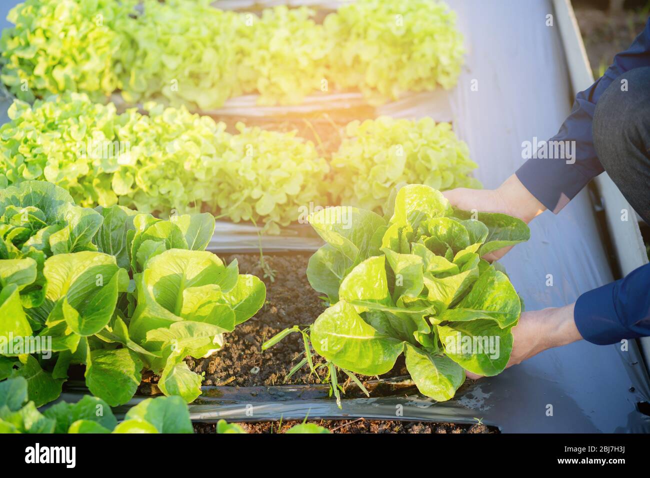 Closeup Hände jungen Mann Landwirt Überprüfung und hält frisches Bio-Gemüse in hydroponic Bauernhof, produzieren und Anbau grünen cos für die Ernte agricult Stockfoto