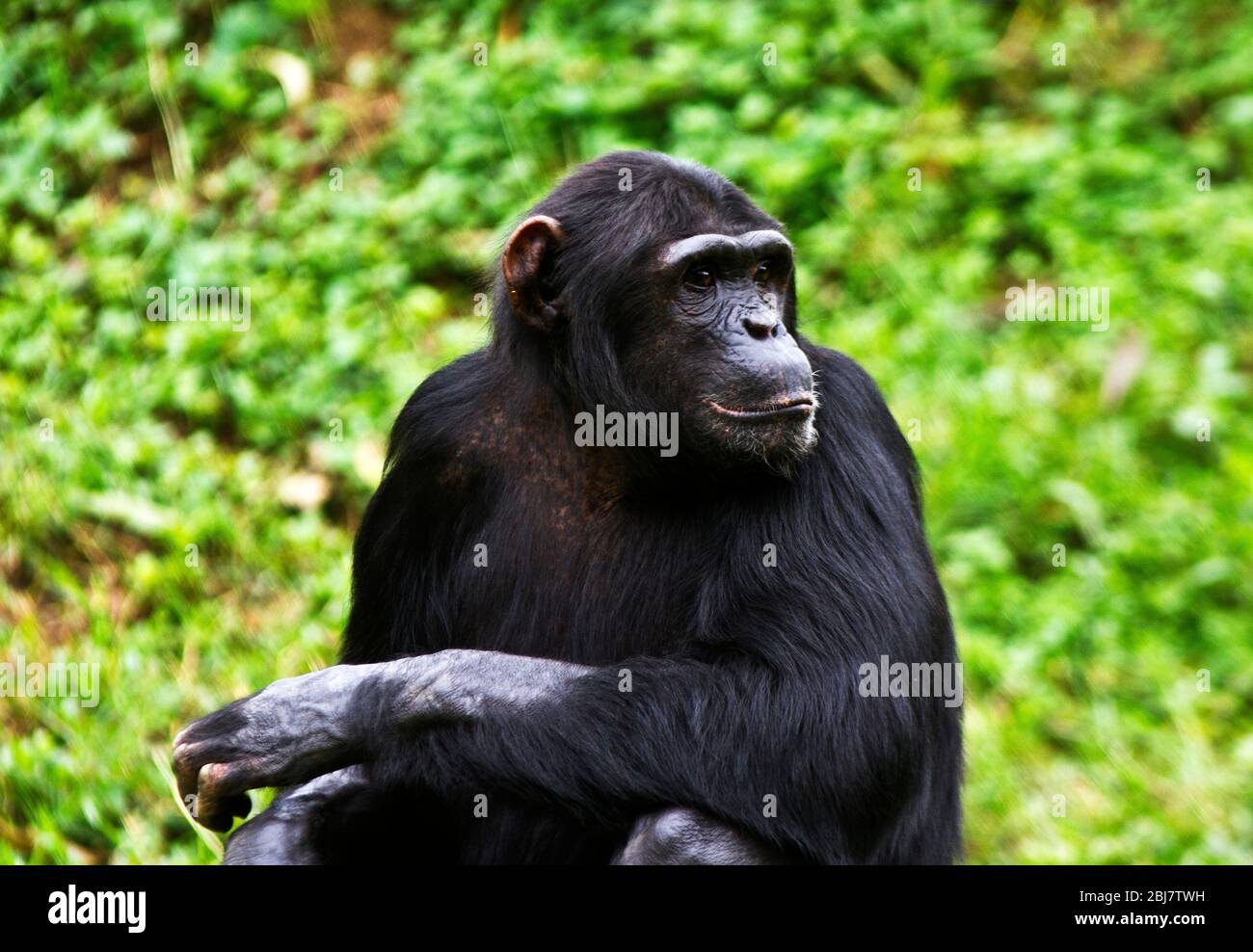 Eine reife weibliche Schimpanse entspannt während einer Siesta während der Hitze des Tages. Die Truppenmitglieder nehmen es wiederum, um wachsam zu bleiben und bereit zu sein, zu warnen Stockfoto