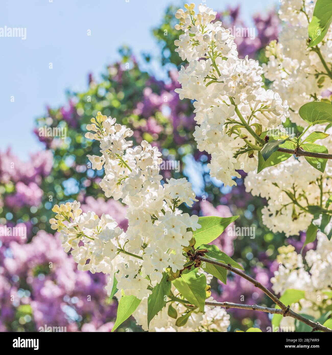 Büsche blühender Flieder. Weiße Blumen. Floraler Hintergrund. Stockfoto