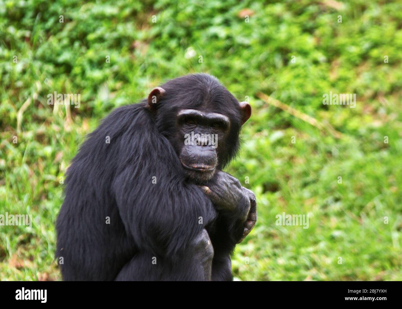 Ein unreifer Rüde Schimpanse entspannt während einer Siesta während der Hitze des Tages. Männchen sind in der Regel wachsam und bereit, die Weibchen und Jungen der zu warnen Stockfoto