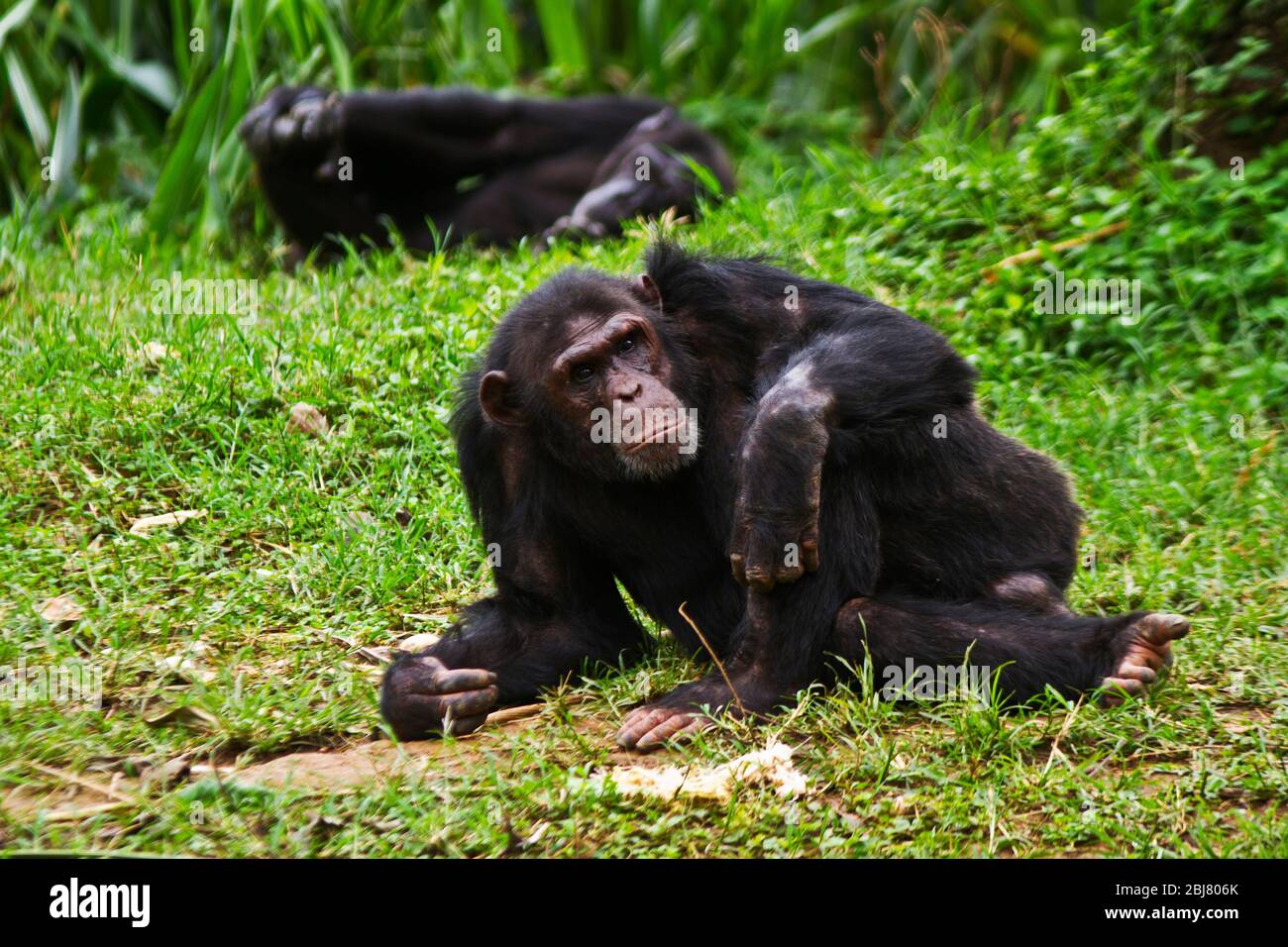 Ein reifer Rüde Chimpanzee entspannt sich während einer Siesta während der Hitze des Tages. Männchen sind immer wachsam und bereit, die Weibchen und Jungen zu schützen Stockfoto