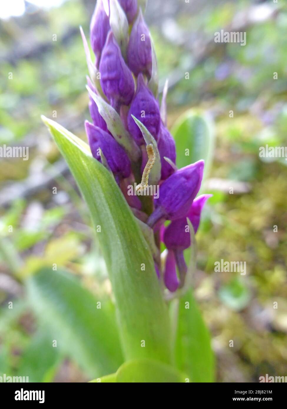 Wilde Orchidee mit Raupe in Deutschland Stockfoto