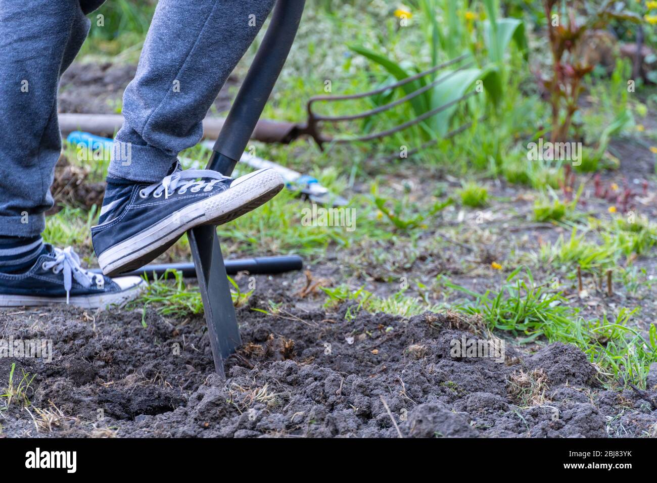 Nahaufnahme von Anbauwerkzeug und Gärtner graben den Boden Stockfoto