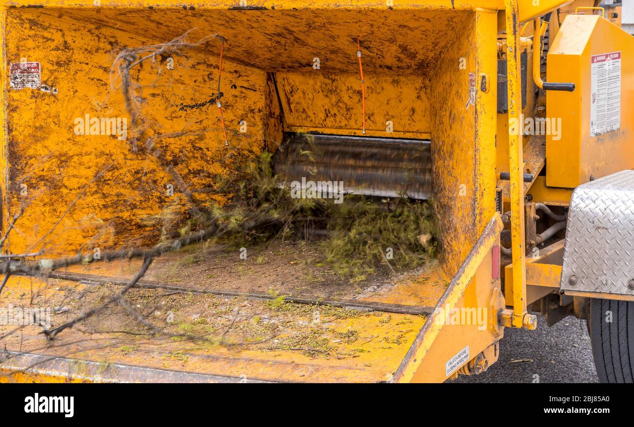 Nahaufnahme der gelben handelsüblichen Holzzerkleinerer-Maschine, die einen frisch geschnittenen Baumzweig aufhackt Stockfoto