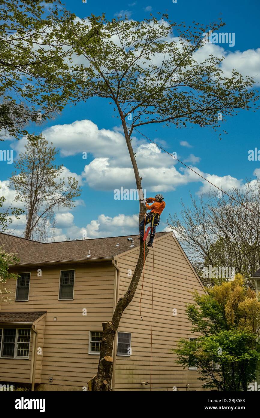 Holzfäller klettert auf einen Baum, bevor er ihn abschneidet Stockfoto