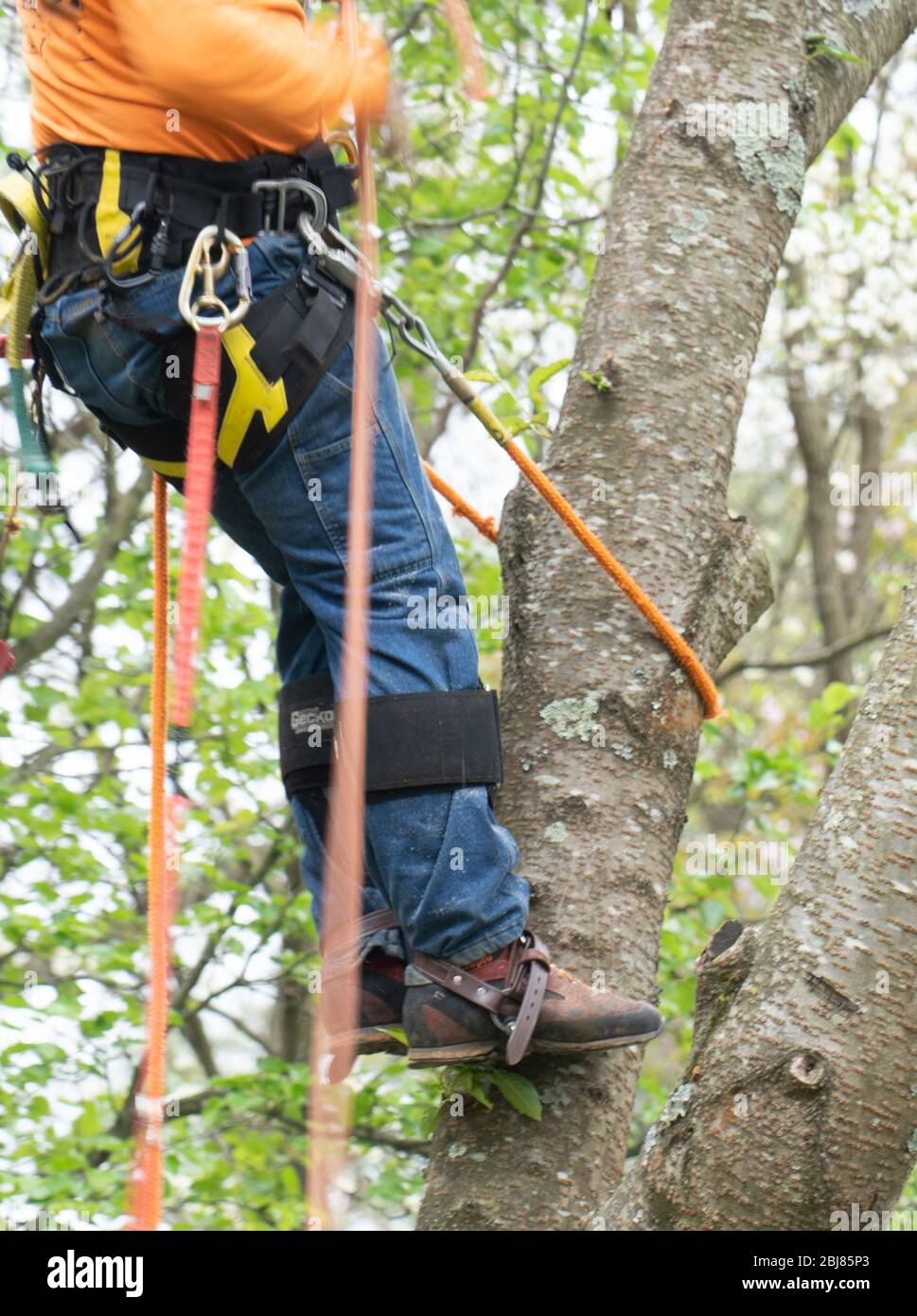 Mann in Jeans und einem Geschirr, der einen Baum klettert, um ihn abzuschneiden Stockfoto