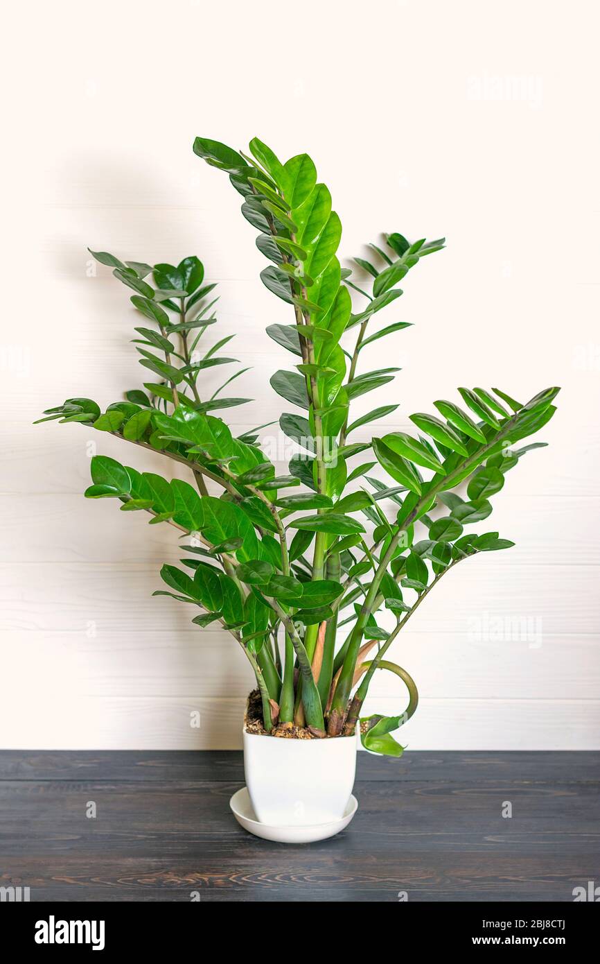 Grüne Zamioculcas zamiifolia Pflanze mit weißem Topf auf Holztisch Haus Pflanze, Home Dekor Konzept Stockfoto