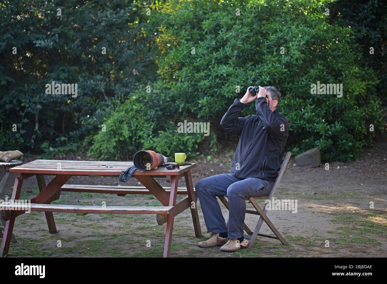 Vogelbeobachtung vom Garten in Norwich Stockfoto