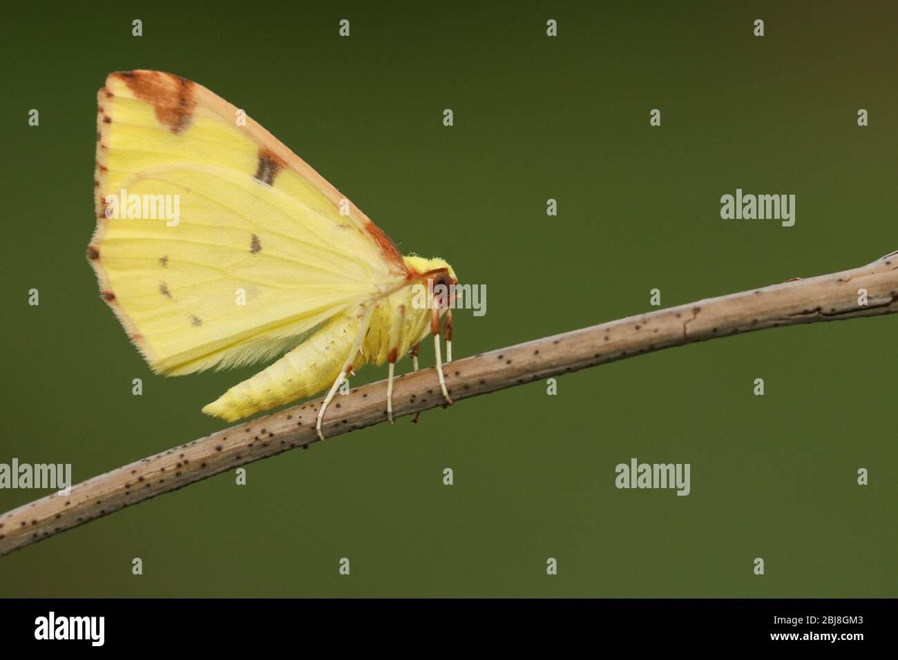 Ein Brimstone Moth, Opisthograptis luteolata, der im Frühling auf einem Zweig rast. Stockfoto