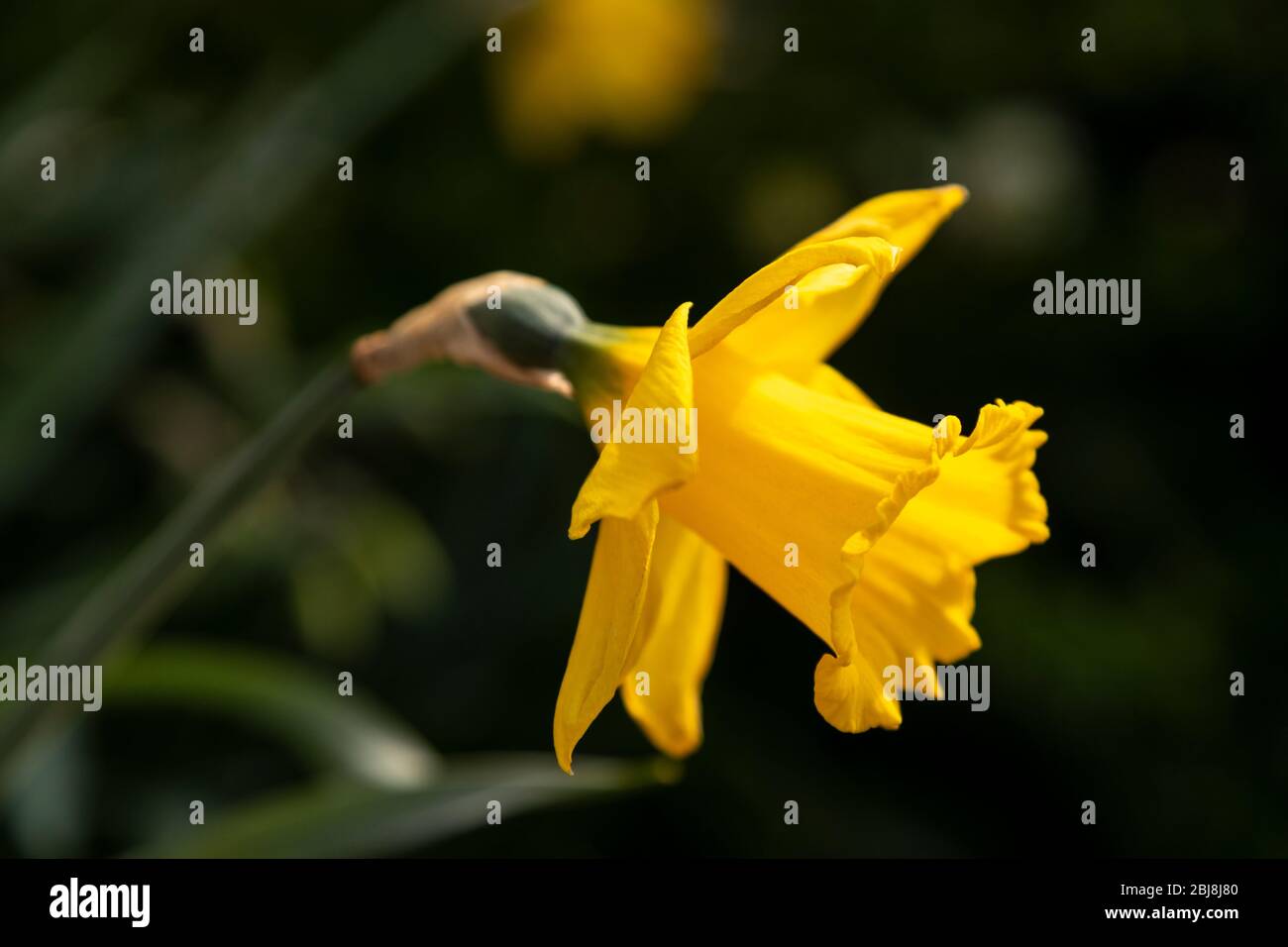 Gelbe Narzisse im Frühling Stockfoto